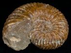Thick Wide Mantelliceras Ammonite #6471-1